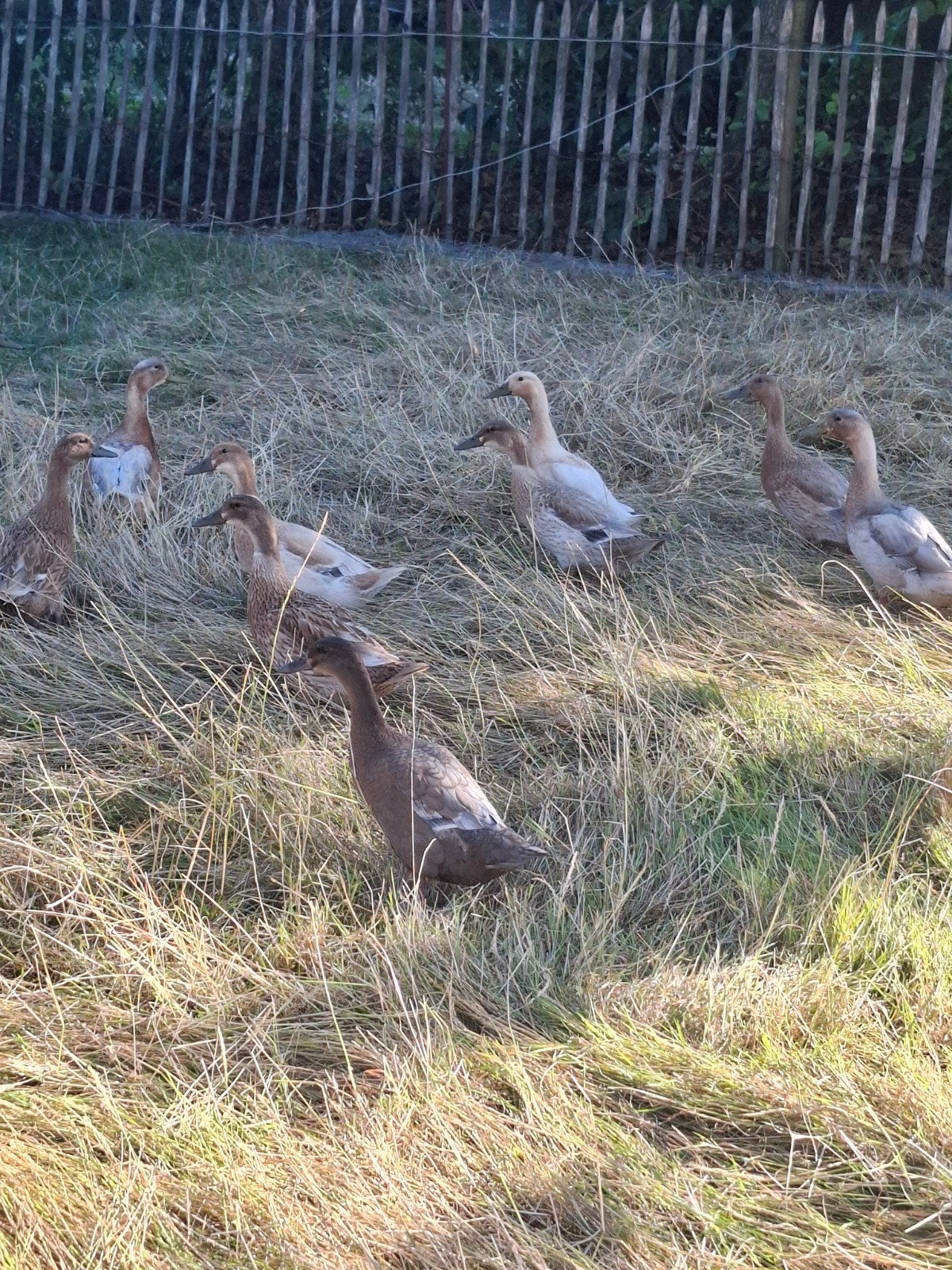 mooie loopeenden, Meerdere dieren, Eend