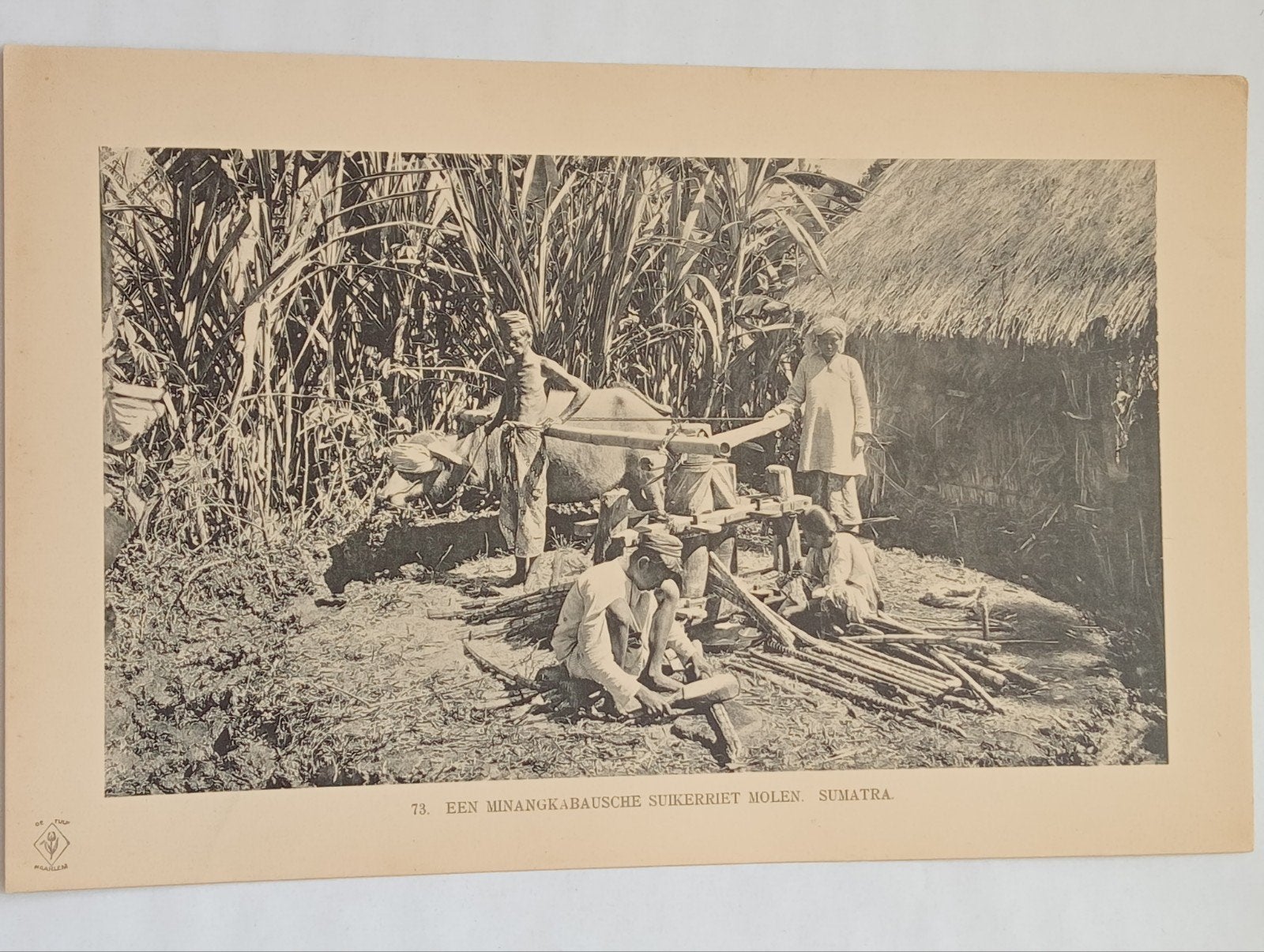 Oude fotogravure Minangkabau suikerriet molen Sumatra, Ophalen of Verzenden, Voor 1940, Gebruikt