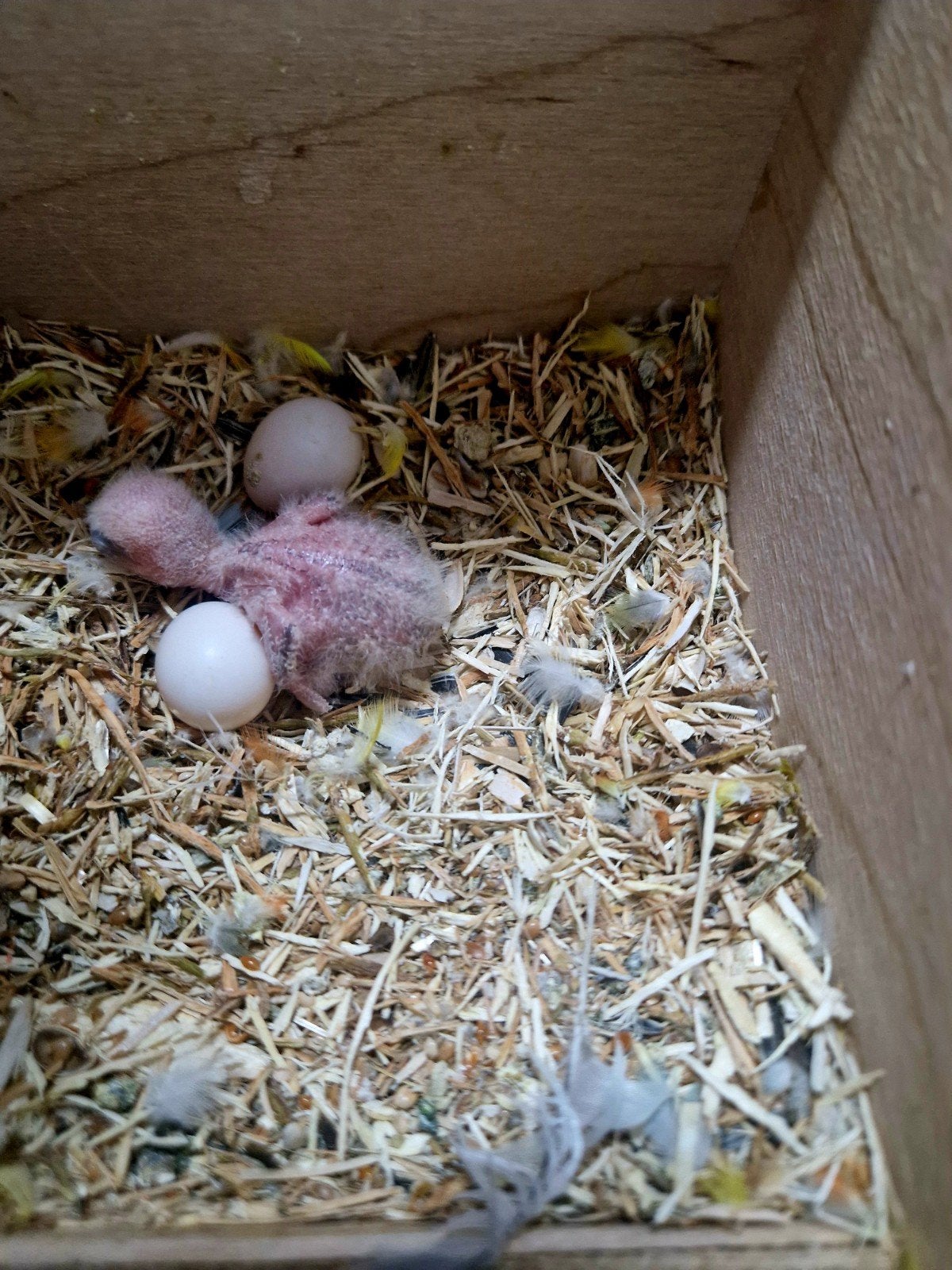 dwergpapagaaitje groen gele kop en borst, Dieren en Toebehoren, Juli, Geslacht onbekend
