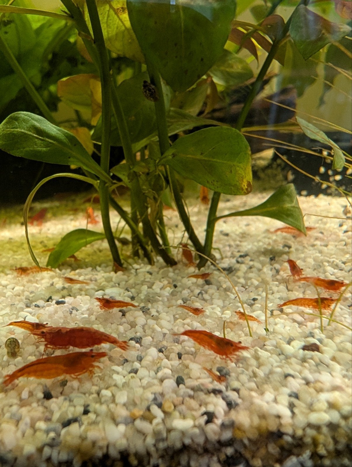 Rode neocaridina garnalen, Kreeft, Krab of Garnaal