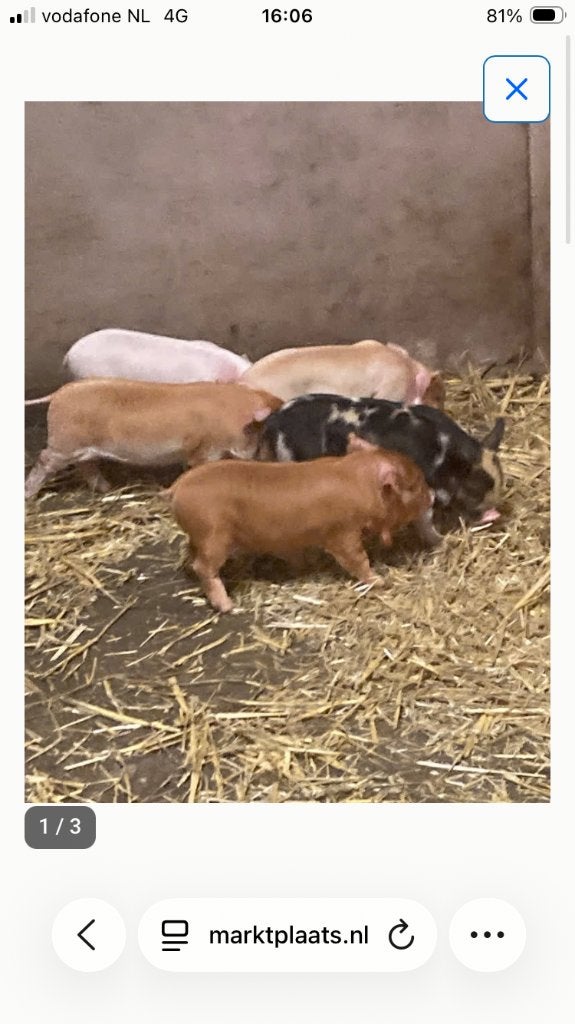 Nog 1 Kune Kune biggetje over zeugje, Vrouwelijk, Varken