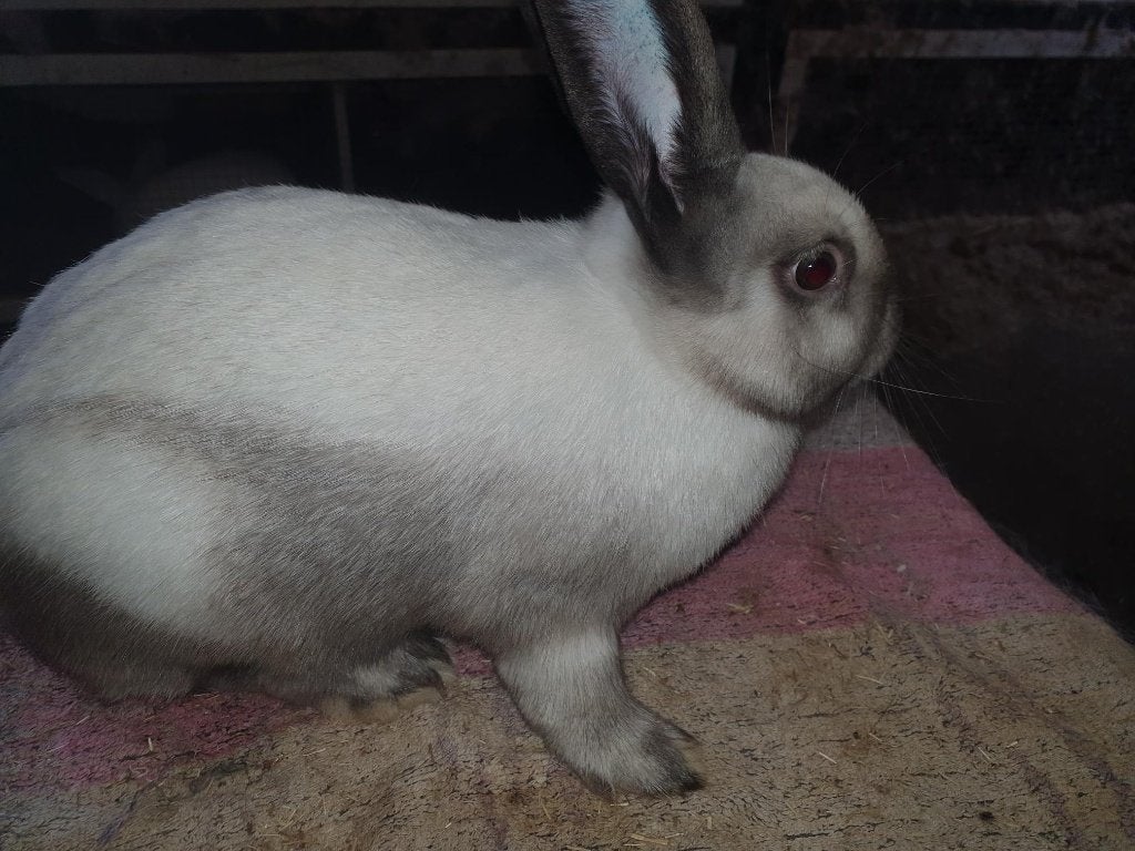 sallander rammetje, Mannelijk, Middelgroot, 0 tot 2 jaar