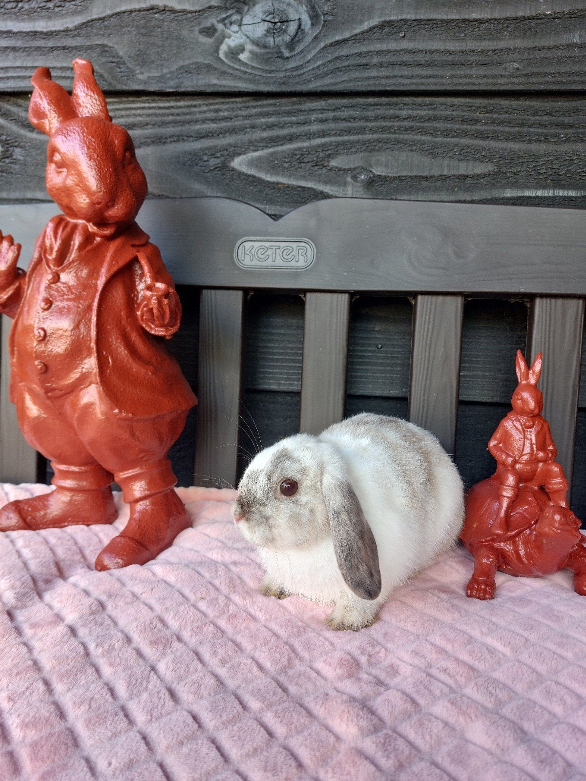 Te koop mooi Rhon voedstertje!, Dieren en Toebehoren, Vrouwelijk, Dwerg, Hangoor, 0 tot 2 jaar