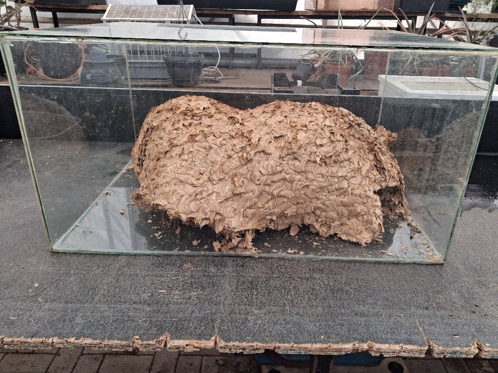 Wespennest XL, Dieren en Toebehoren, Overige soorten