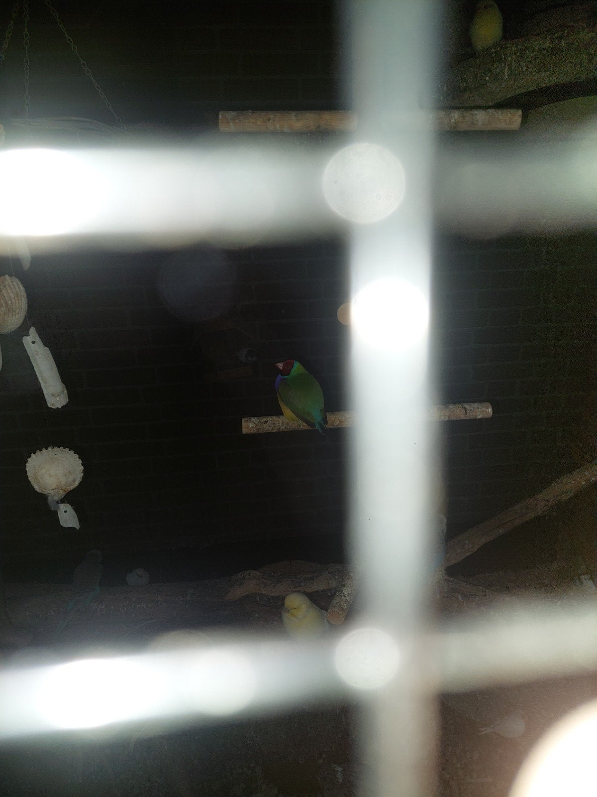 gould amadine, Dieren en Toebehoren, Meerdere dieren, Tropenvogel, Geringd