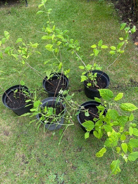 Hortensia Annabelle Wit, Ophalen, Hortensia, Struik, Minder dan 100 cm