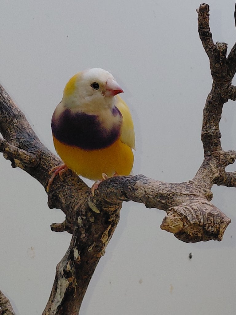 Gouldamadine man, Mannelijk, Tropenvogel