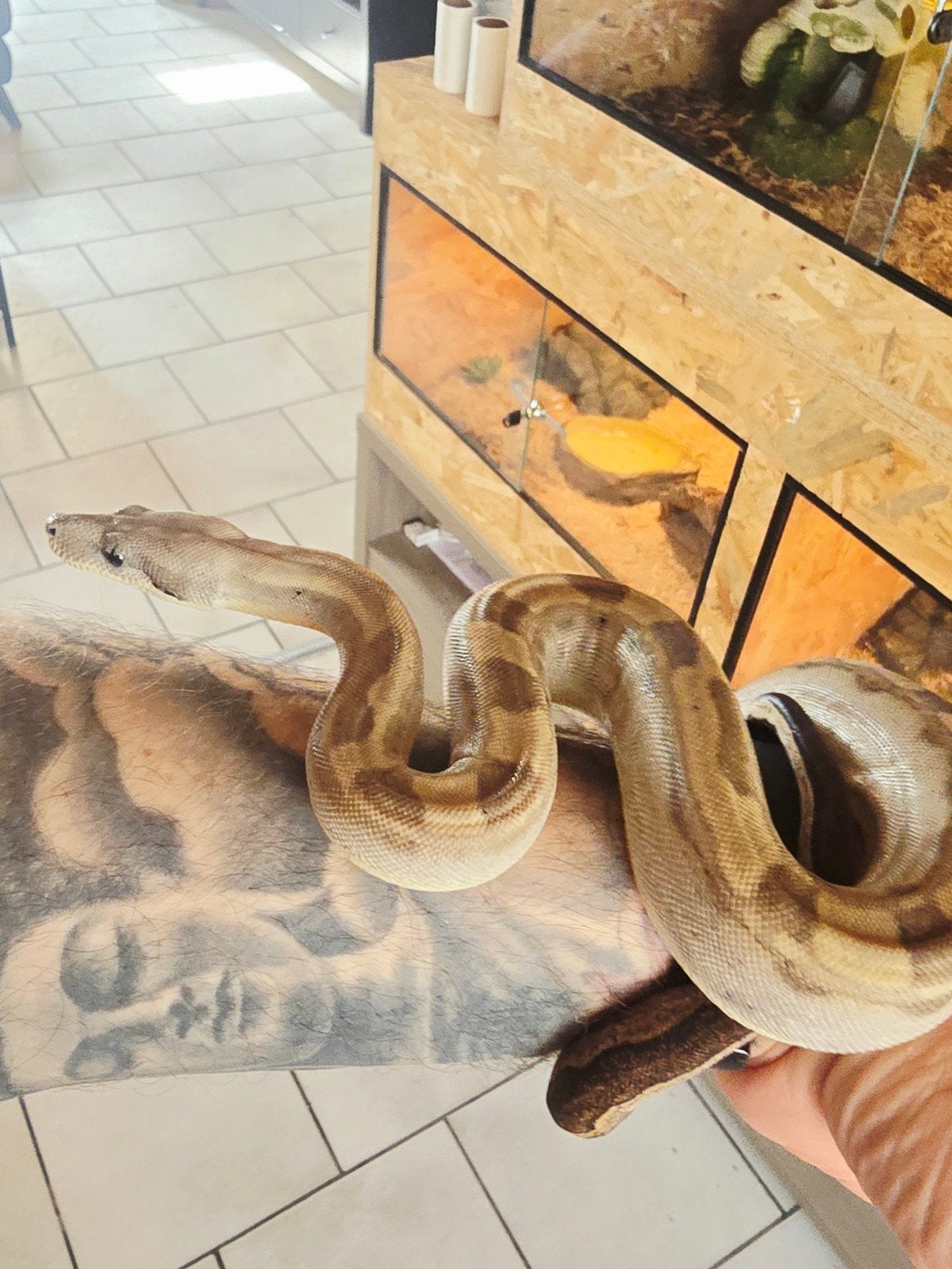 boa constrictor imperator Boa Constrictor photo 4