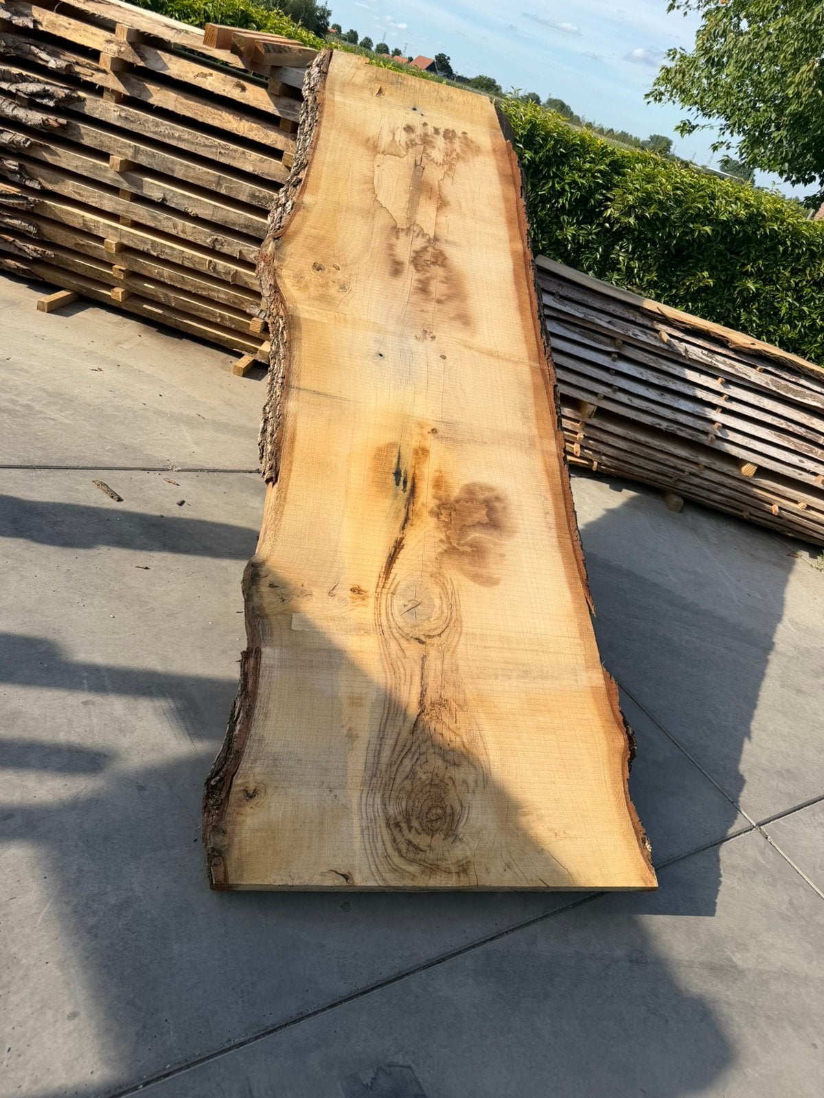Zeer groot eiken boomstamblad 310x90x8cm