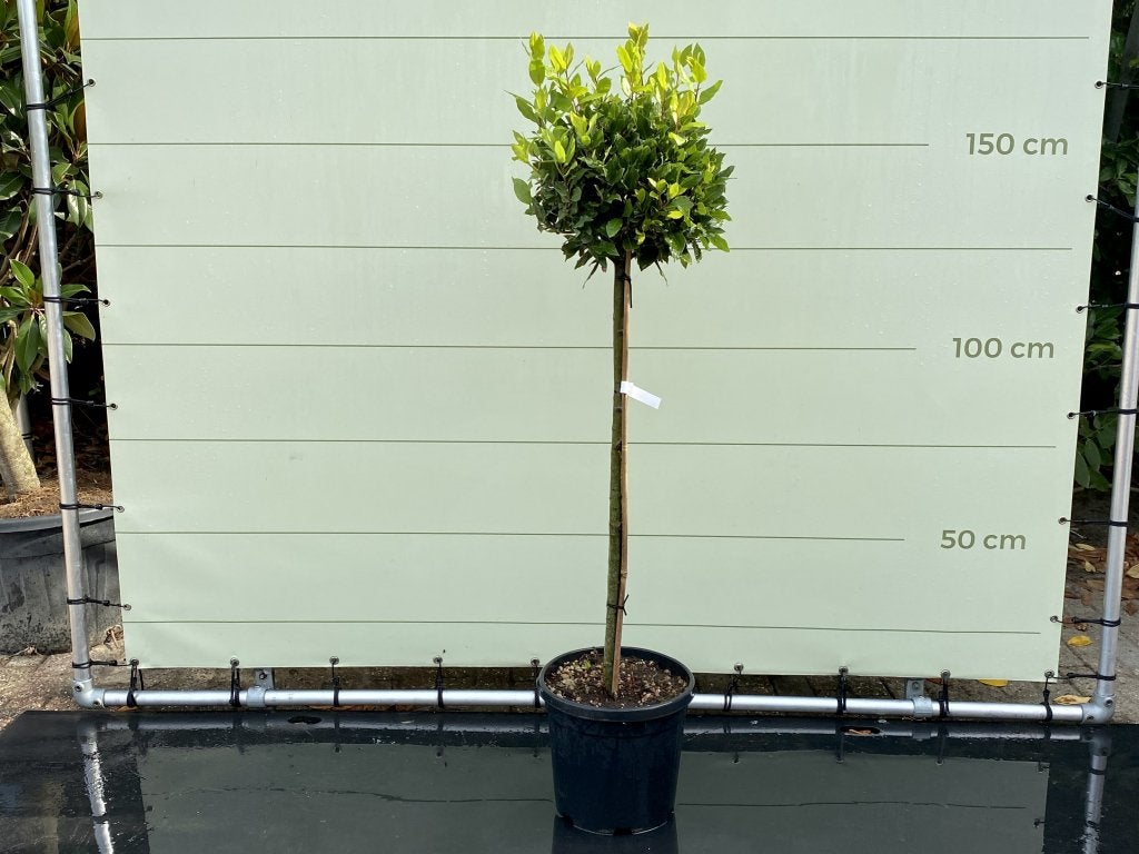 Laurier - op stam - hoogte 150 cm, In pot, Halfschaduw, Lente, 100 tot 250 cm