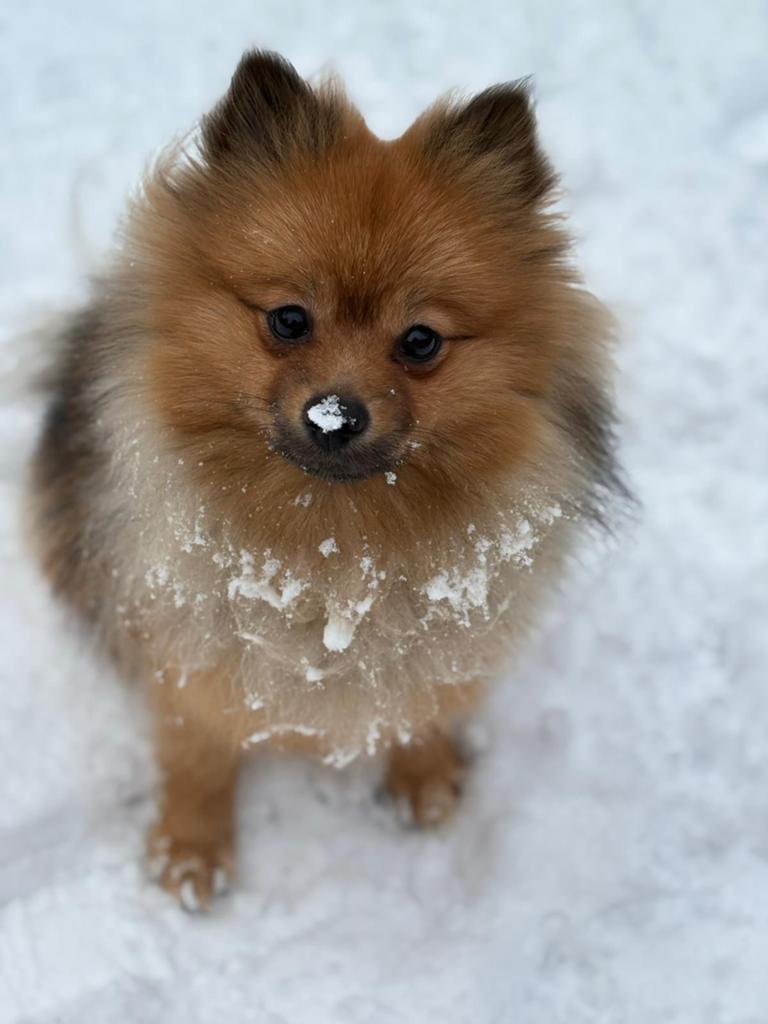 Pomeriaan, Dieren en Toebehoren, Honden | Poolhonden, Keeshonden en Oertypen, Keeshond, 1 tot 2 jaar, Teef, Eén hond