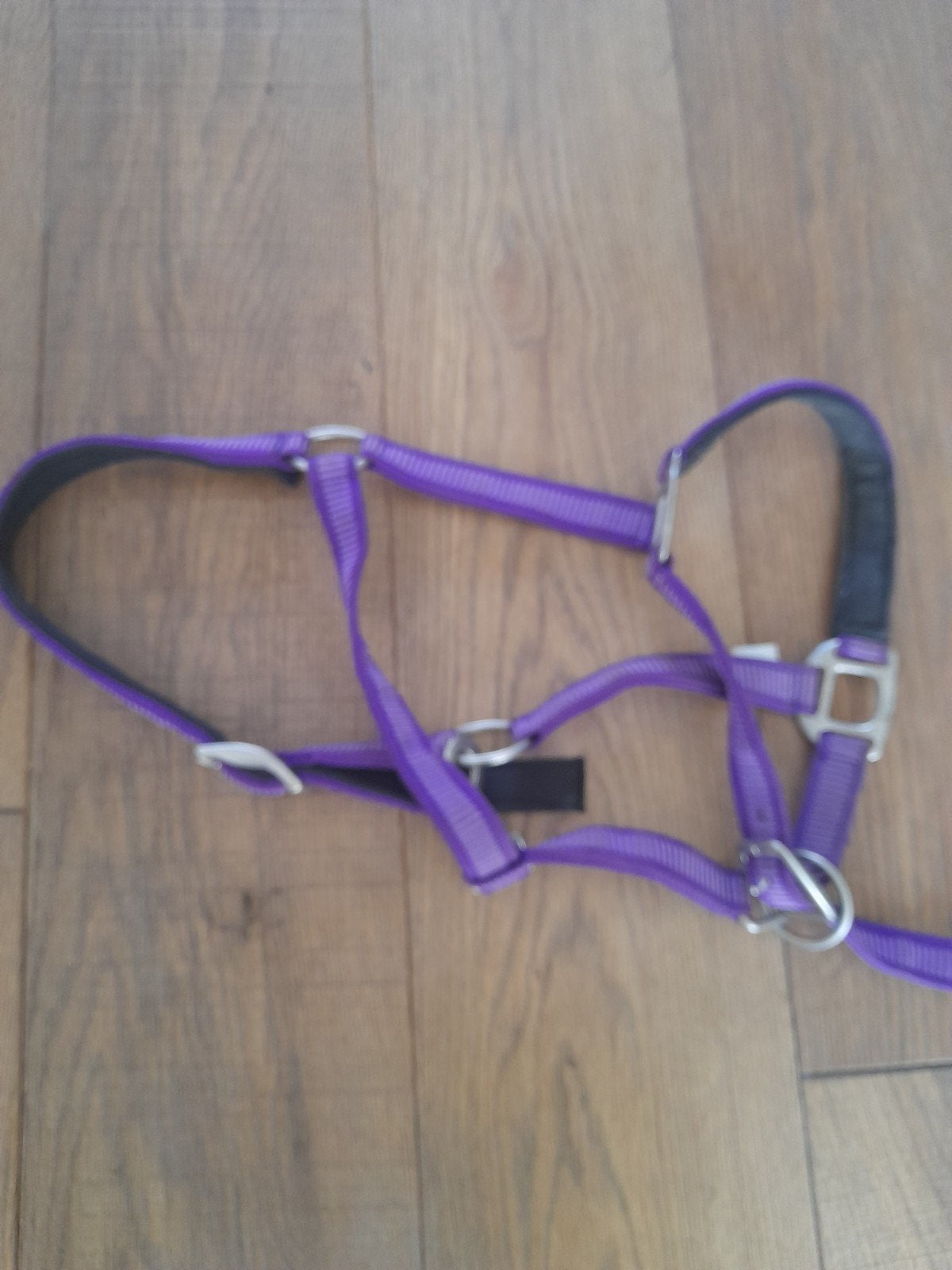 cob  halster paars, Ophalen of Verzenden, Paars, Halster, Cob