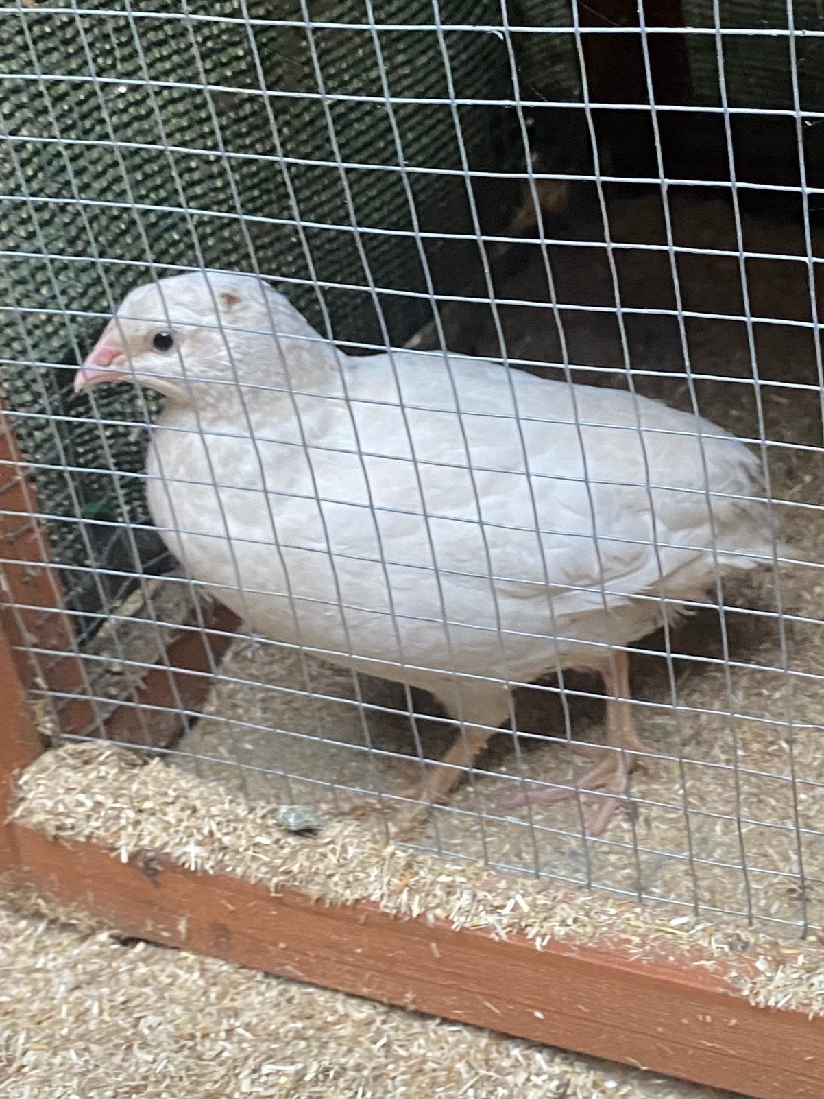 Kwartel haantjes, Dieren en Toebehoren, Pluimvee, Mannelijk, Overige soorten
