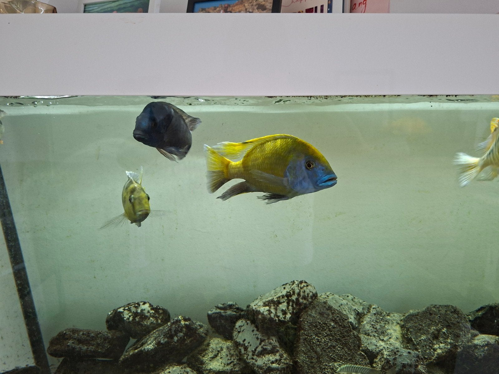Malawi cicliden. Moet weg!, Vis