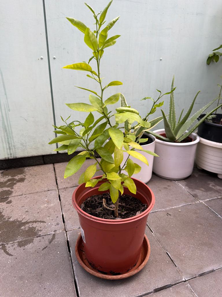 Citroenplant - Jonge Citrusboom in Pot, Volle zon, Vaste plant, Ophalen of Verzenden, Zomer