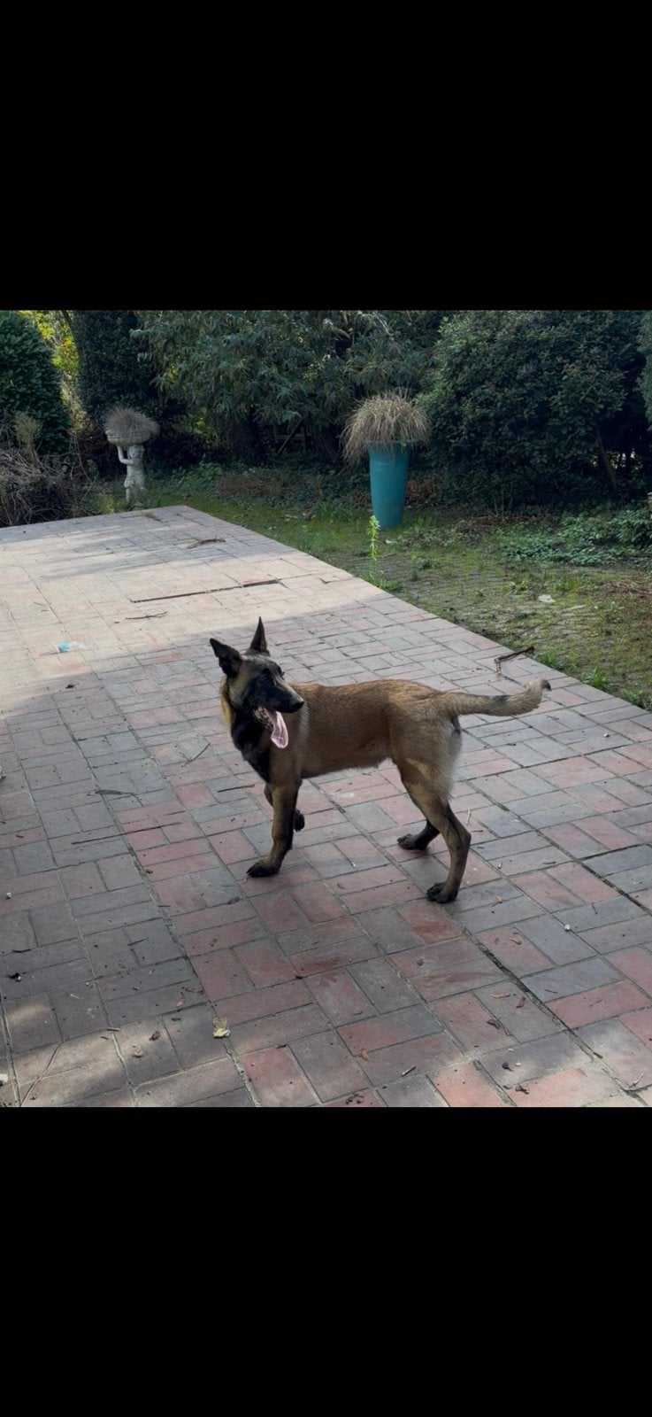 Belgische Herder van 7 maanden zoekt een liefdevol thuis!, Dieren en Toebehoren, België, Particulier, 15 weken tot 1 jaar, Reu