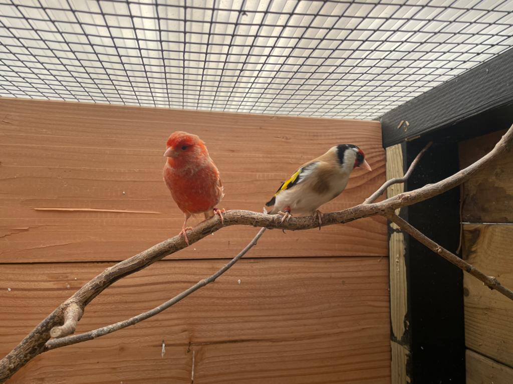 Rood schimmel isabel pop 2024, Dieren en Toebehoren, Vogels | Kanaries, Vrouwelijk, Kleurkanarie