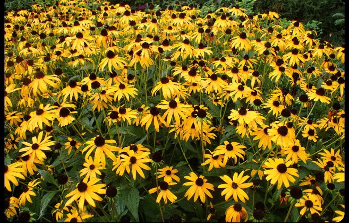 Rudbeckia Goldsturm - Gele zonnehoed, Tuin en Terras, Planten | Tuinplanten, Ophalen, Overige soorten, Volle zon