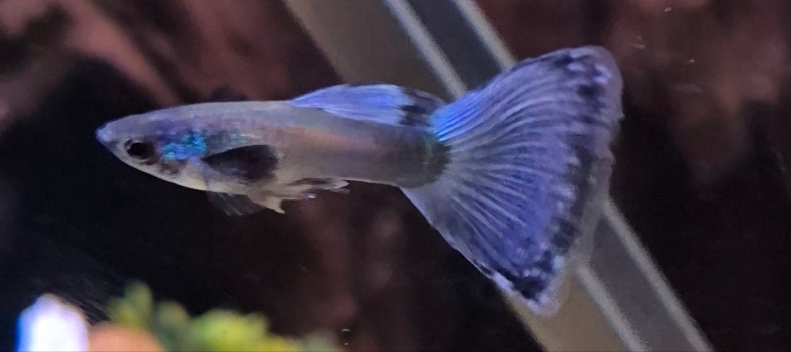 1x Moscow blue guppy 2.50 en 1x cobra/snake guppy 0,50 cent, Vis