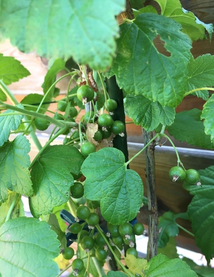 Jostabes plant - Gezonde en productieve bessenstruik, Lente, Overige soorten, Volle zon, In pot