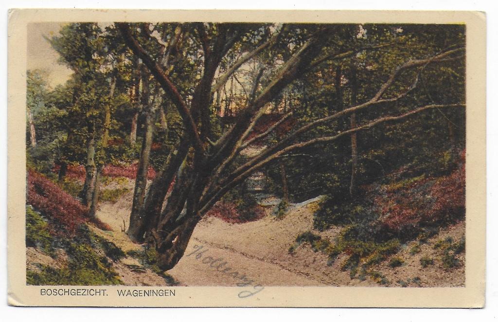 Wageningen Boschgezicht   Ansichtkaart uit 1930  ( B8126), Verzamelen, Verzenden, 1920 tot 1940, Gelopen, Gelderland