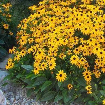 Gele Zonnehoed, Volle zon, Vaste plant, Zomer, Ophalen