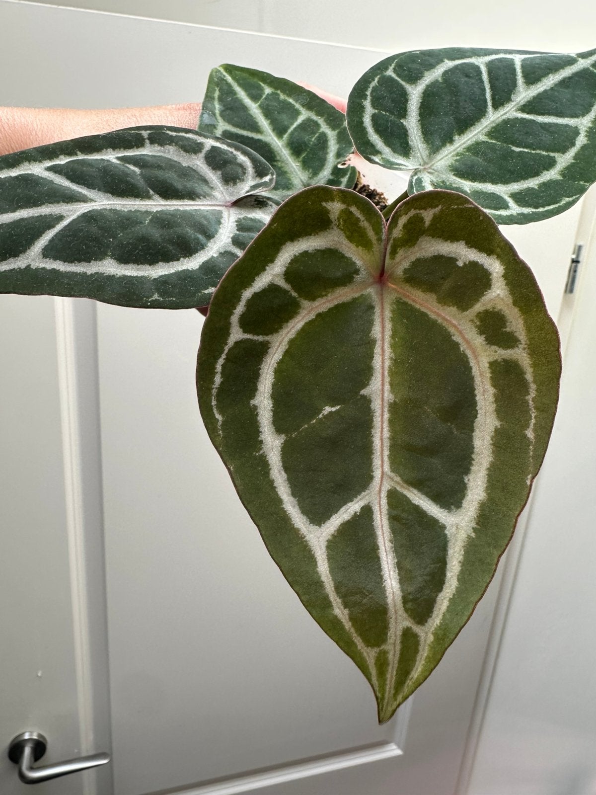 Anthurium red crystallinum, Ophalen of Verzenden, Halfschaduw, Minder dan 100 cm