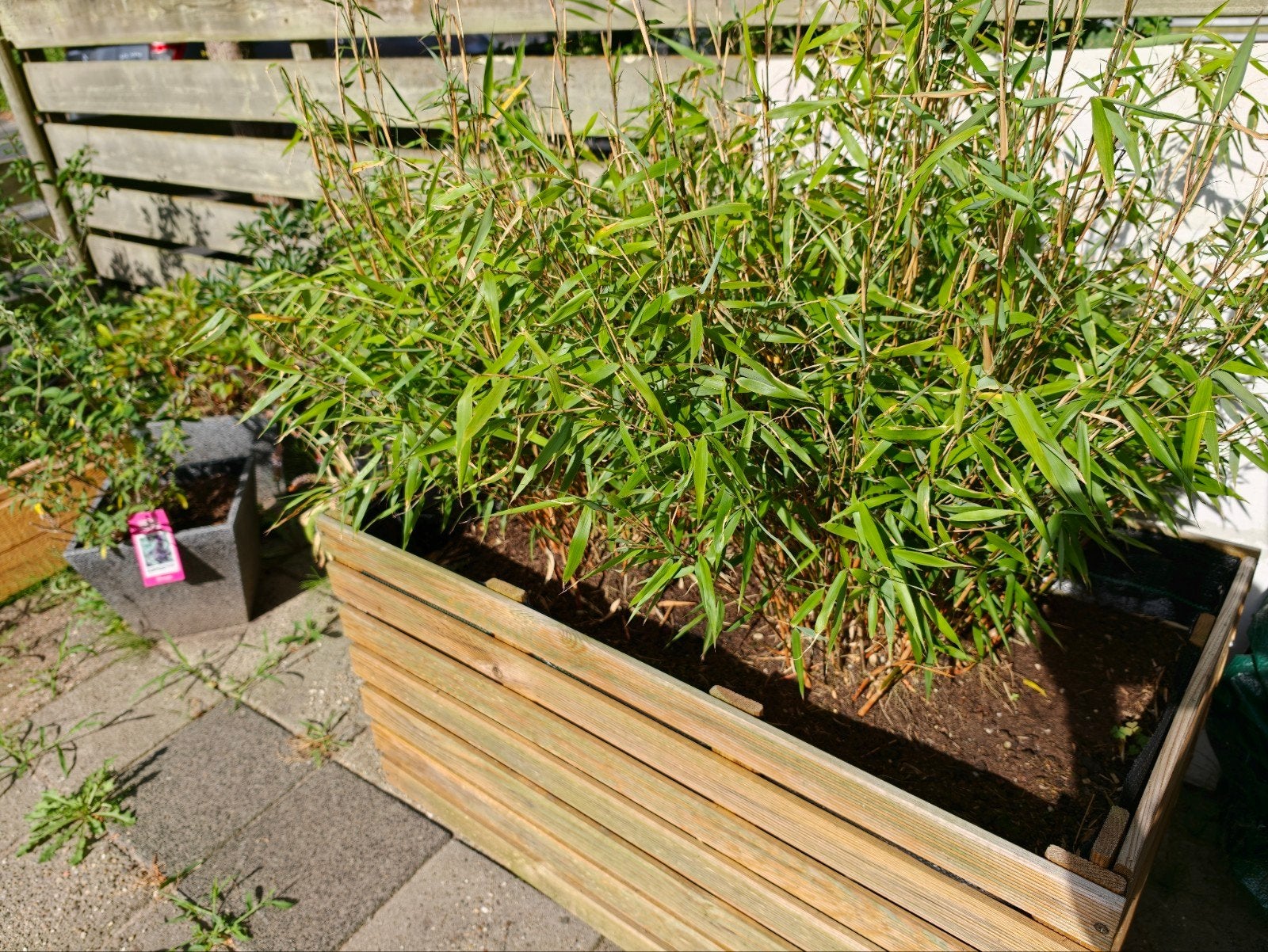 Bamboe planten ter overname, Ophalen, Bloeit niet, Overige soorten, Halfschaduw