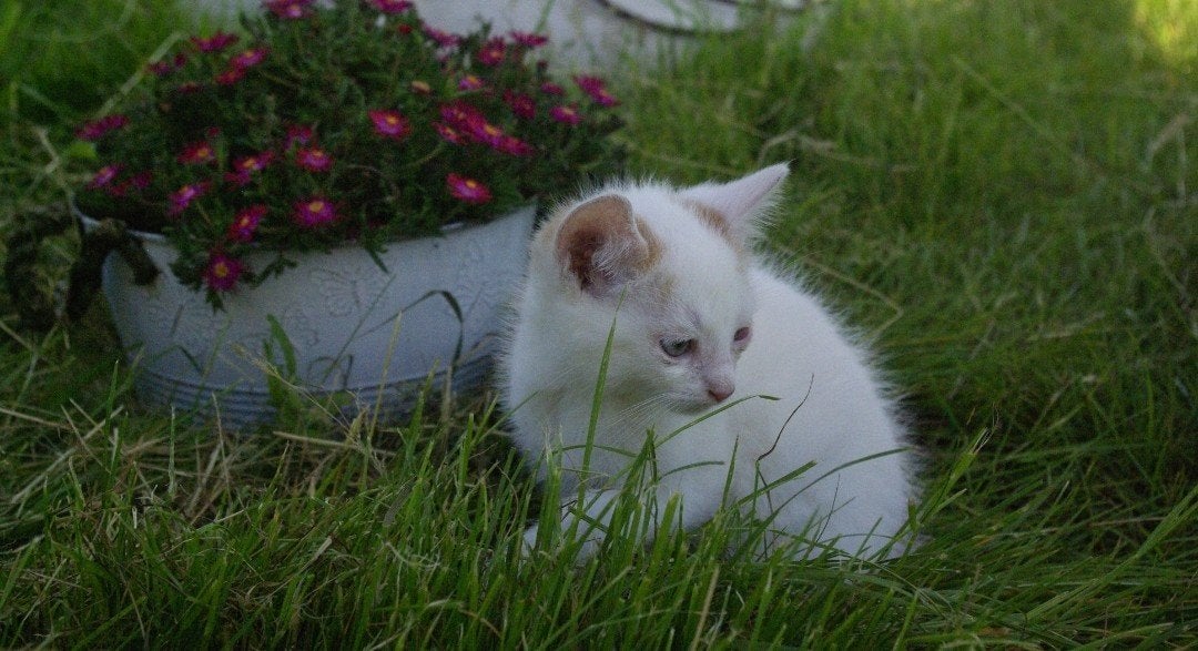 Super lieve kittens, Kater