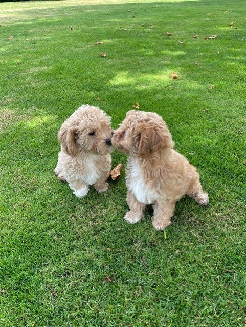 Mooie Maltipoo pups, Dieren en Toebehoren, Honden | Chihuahua's en Gezelschapshonden, Overige rassen, 8 tot 15 weken, Teef, Meerdere