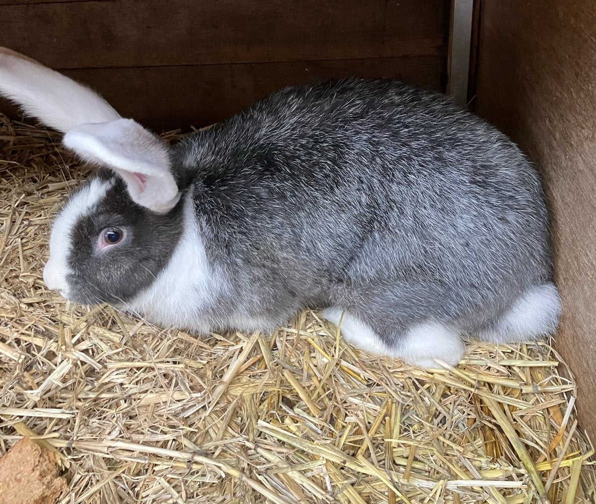Vlaamse reus, Dieren en Toebehoren, Mannelijk, Groot, 0 tot 2 jaar