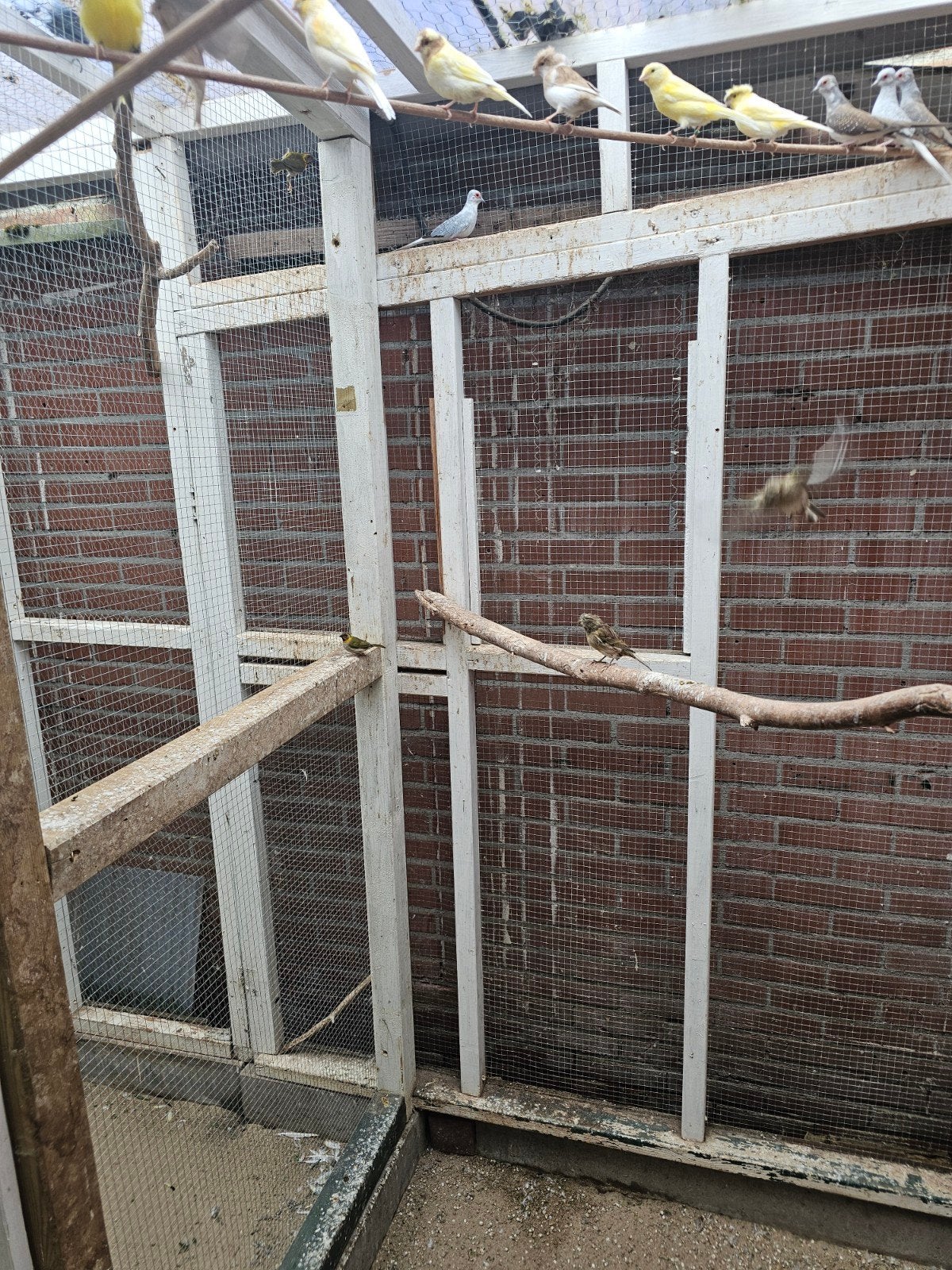 bonte diamanduiven, Meerdere dieren, Tropenvogel