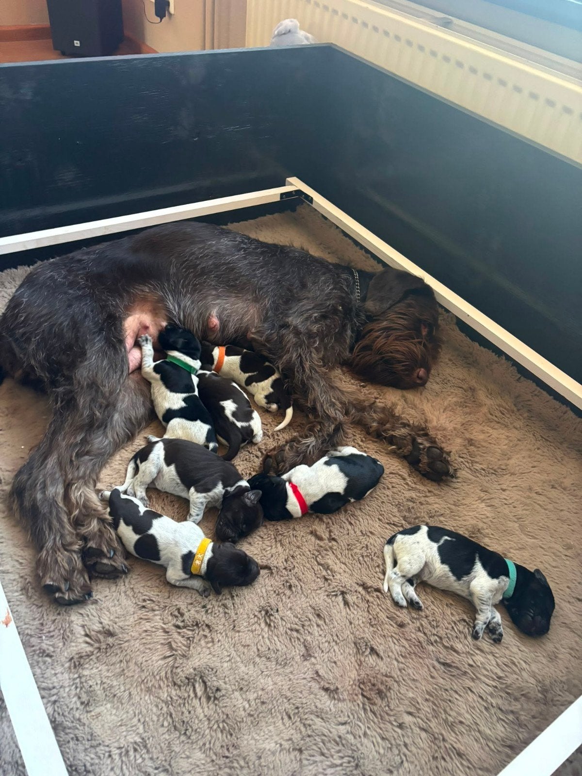 PUPS DUITSE STAANDE DRAADHAAR, Dieren en Toebehoren, Duitse Staande hond, 8 tot 15 weken, Meerdere, Meerdere dieren