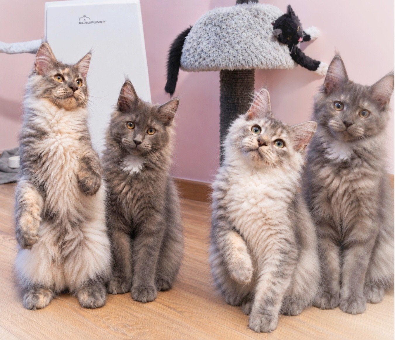 Maine Coon kittens met stamboom,  mogen verhuizen!, Meerdere dieren, Met stamboom, 0 tot 2 jaar