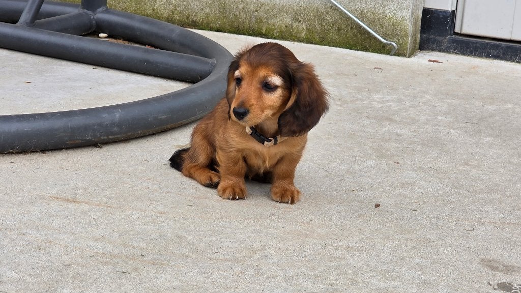 Dwergteckelpups Langharig - rood - 1x teef - 1x reu, 8 tot 15 weken, Dwerg, Langhaar, CDV (hondenziekte)