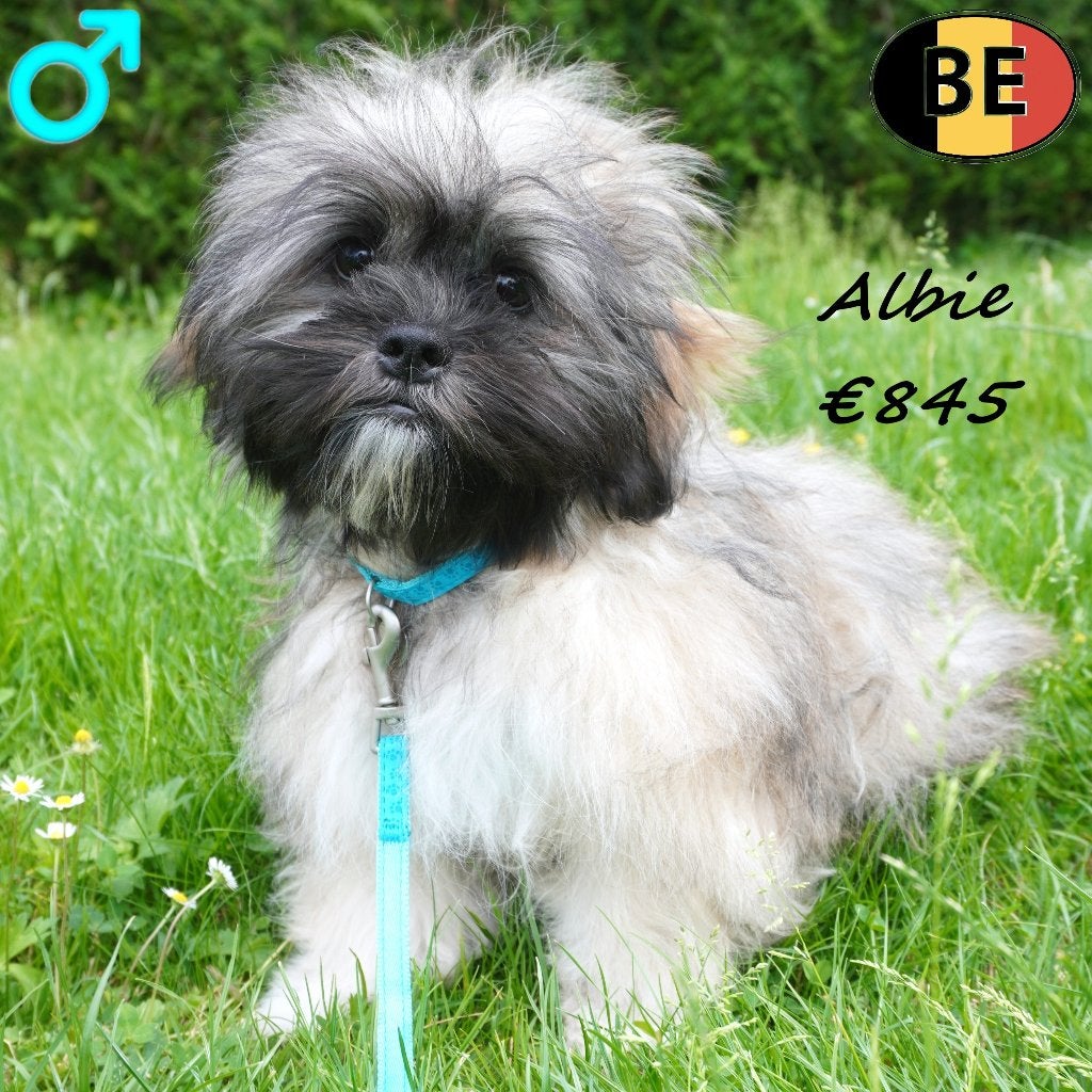 Allie & Albie - Schattige Lhasa Apso pups (Belgisch), Parvo, België, 15 weken tot 1 jaar, Meerdere