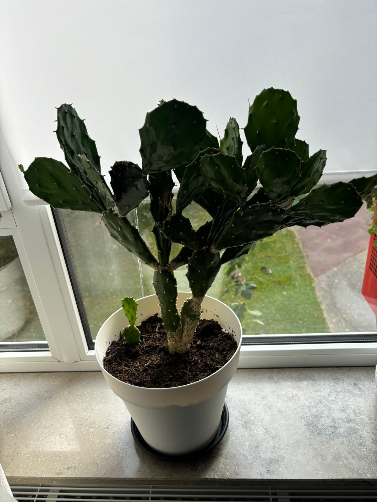 Grote cactus in pot - Opuntia, Ophalen, 100 tot 150 cm, In pot, Cactus