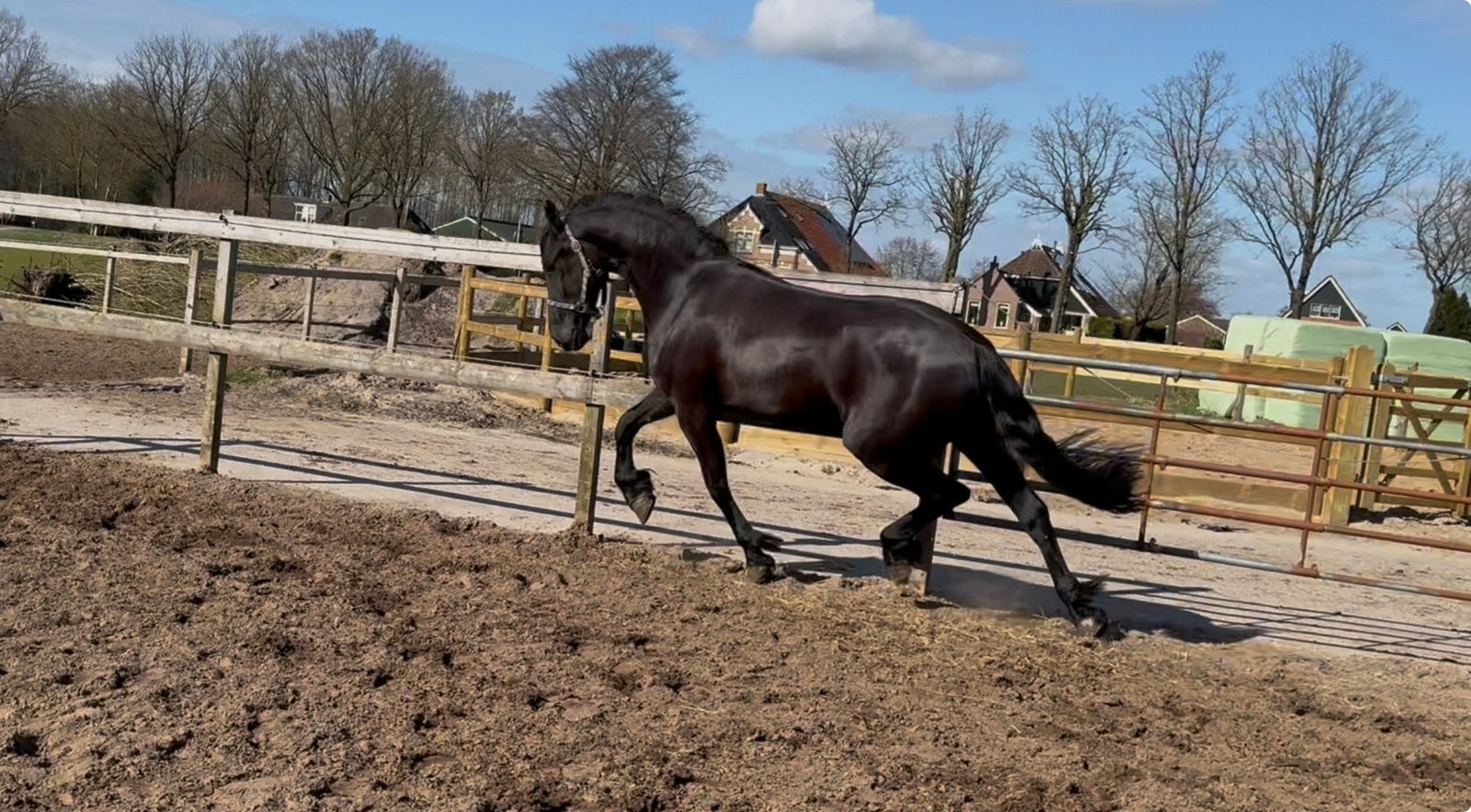 Royale zeer rassige en drachtige stb 3e premie Friese merrie, Dieren en Toebehoren, Merrie, Dressuurpaard, 3 tot 6 jaar, 165 tot 170 cm