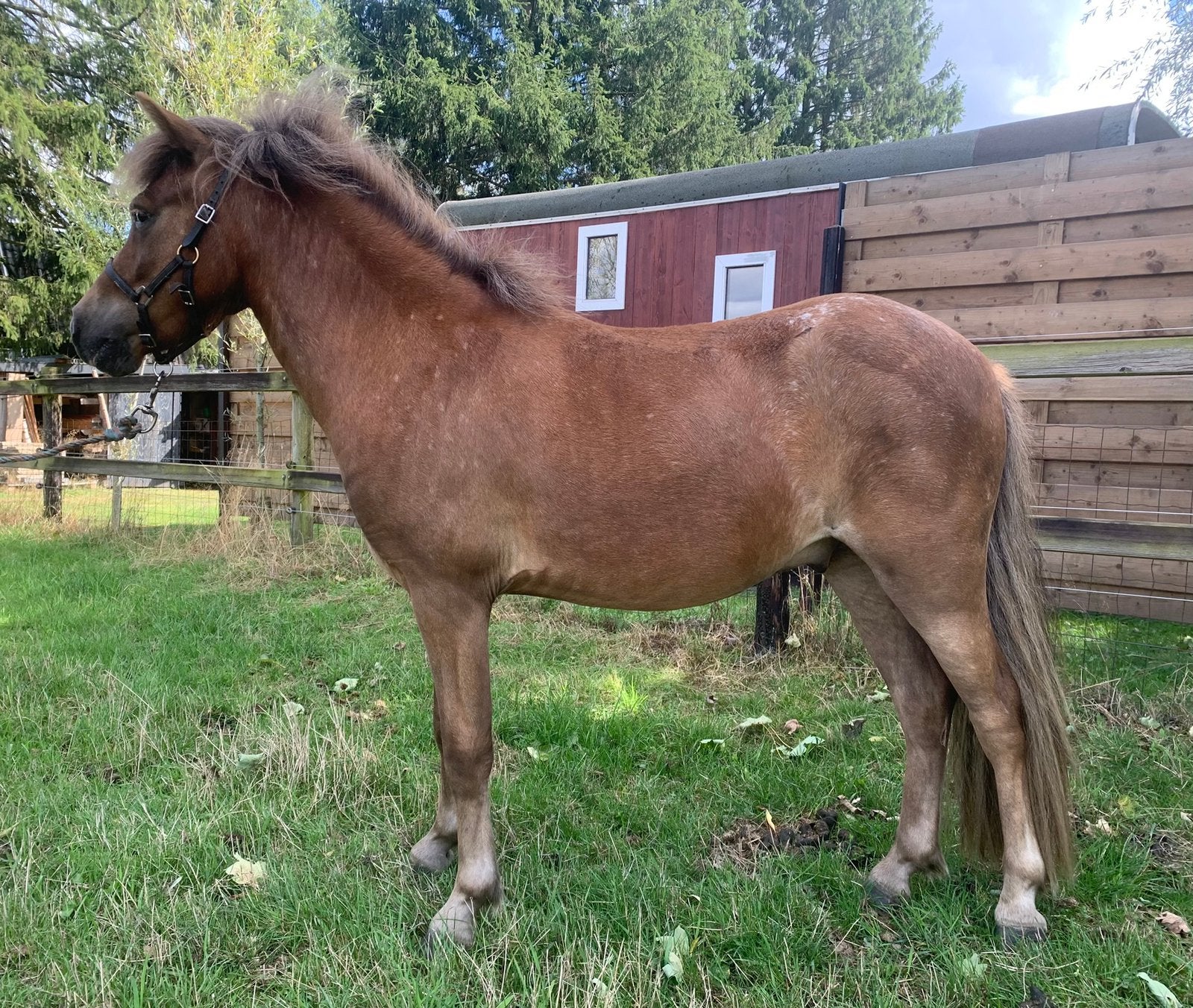 Te koop tweejarig appaloosa ruintje, Dieren en Toebehoren, Ruin, Niet van toepassing, Met stamboom, 0 tot 2 jaar
