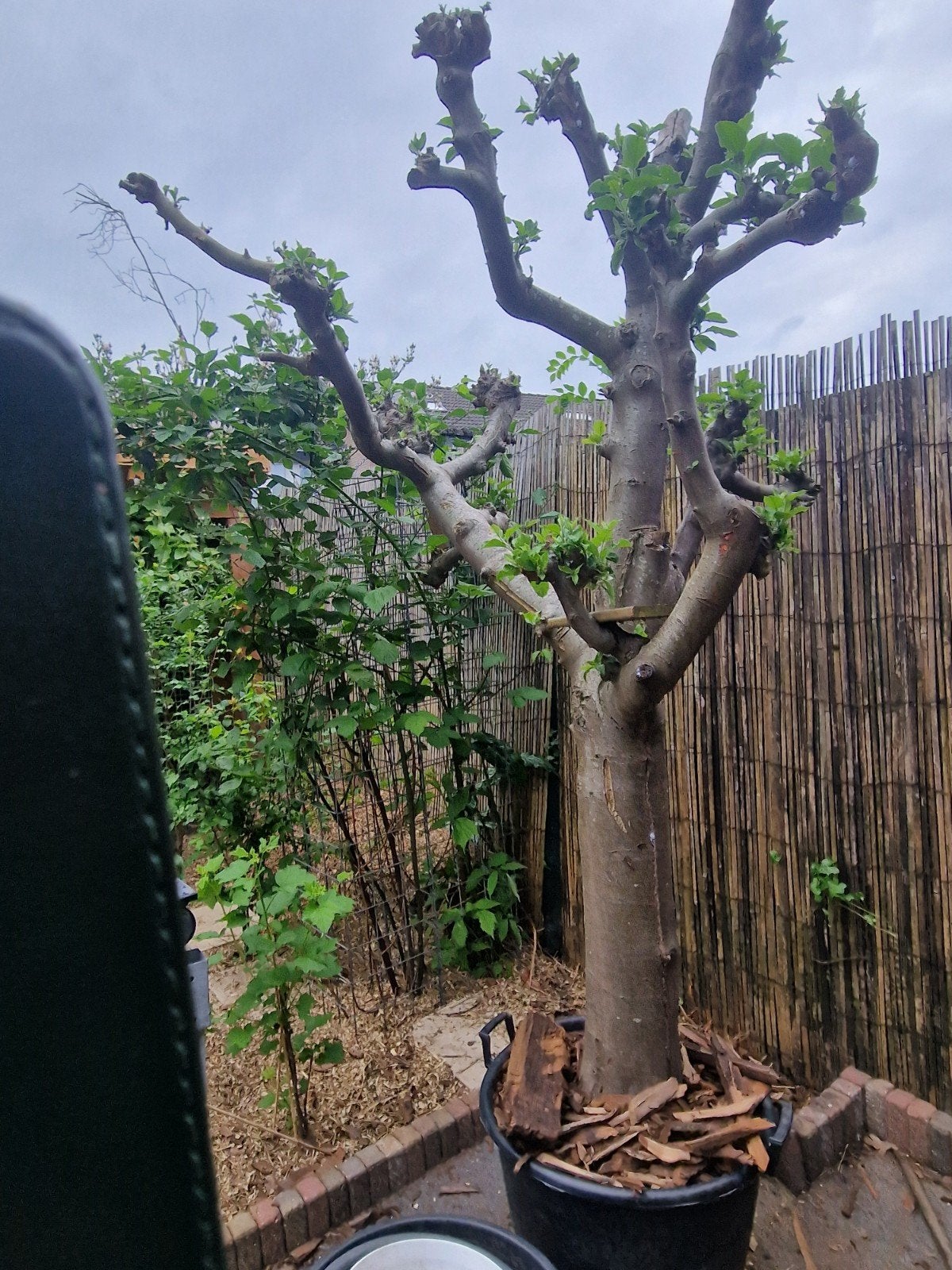 Appelboom, Tuin en Terras, Planten | Bomen, Ophalen, Lente, Volle zon, Overige soorten