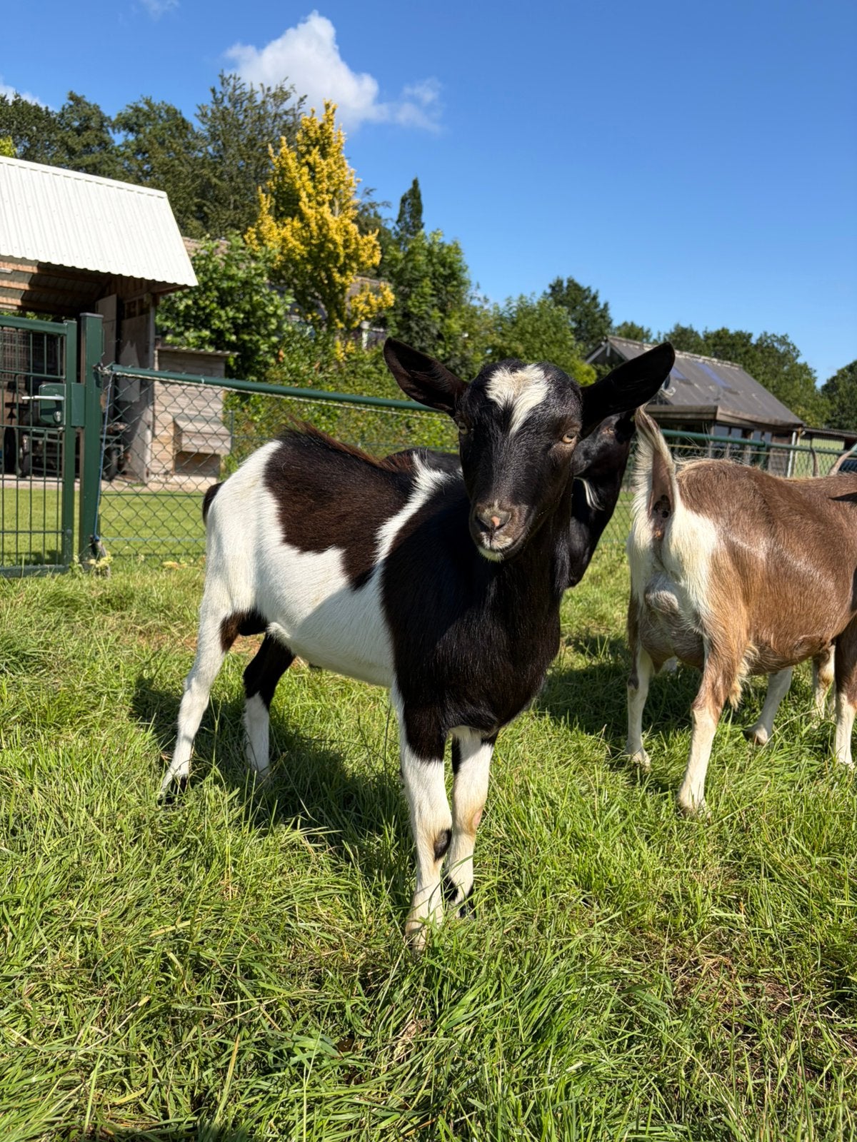 Bonte / toggenburger bok, Dieren en Toebehoren, Schapen, Geiten en Varkens, Mannelijk, Geit