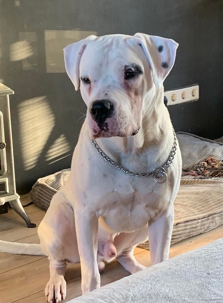 Dogo argentino, Dieren en Toebehoren, Particulier, Reu, Buitenland, Eén hond