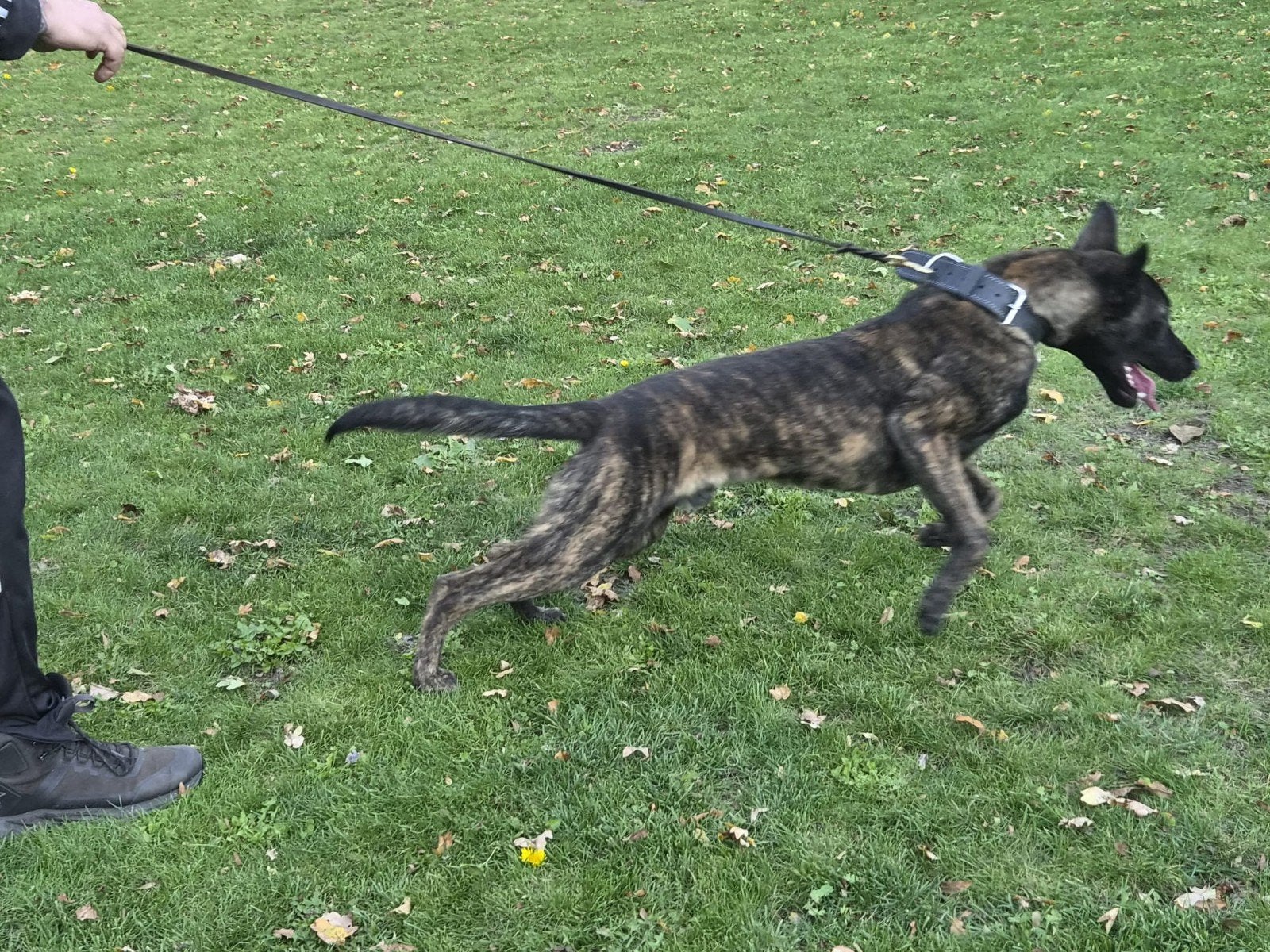 x Hollandse herder mechelse herder, Dieren en Toebehoren, 15 weken tot 1 jaar, Reu, Eén hond, Herder