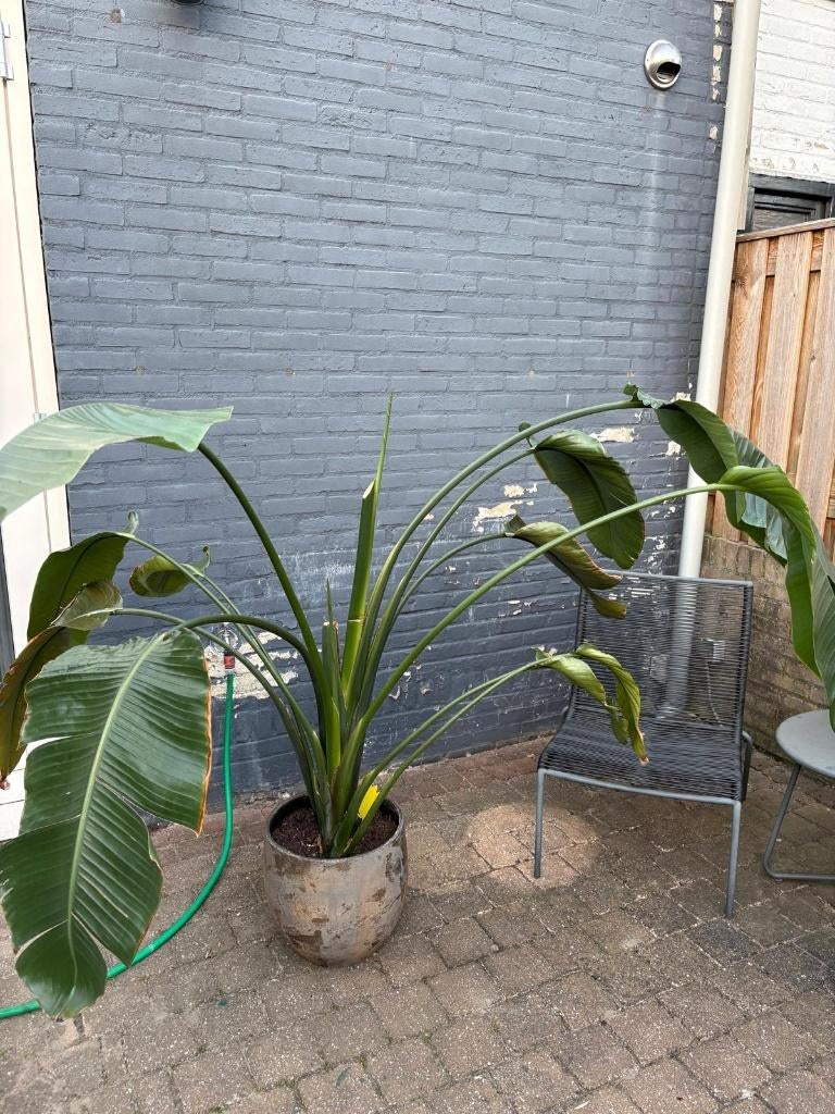 Grote paradijsvogelplant - gratis af te halen (excl. pot), Huis en Inrichting, Ophalen, Overige soorten, 150 tot 200 cm, Volle zon