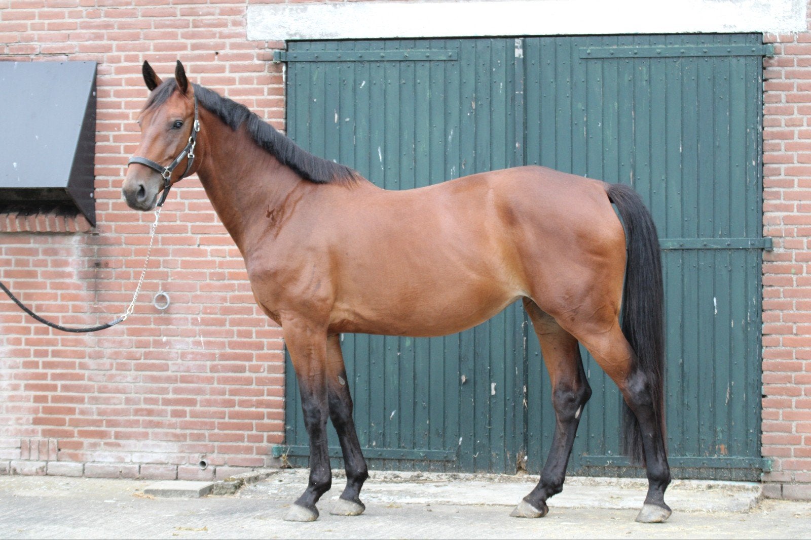 5 jr merrie v Ibolensky 1.70 m, Dieren en Toebehoren, Paarden, Merrie, Springpaard, Met stamboom, Zadelmak