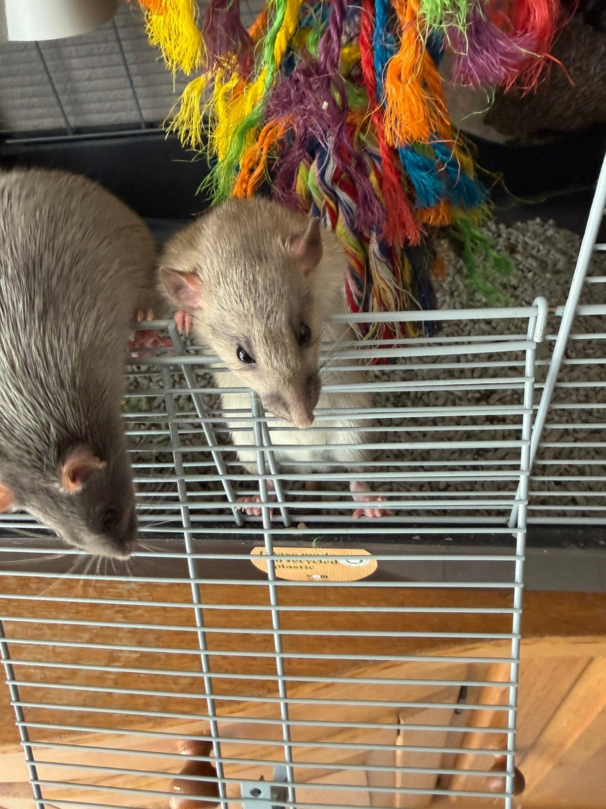 Jonge ratjes, Dieren en Toebehoren, Knaagdieren, Rat, Mannelijk, Mei, Tam