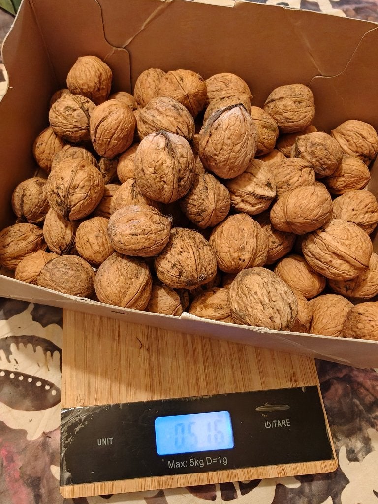 Heerlijke verse walnoten / noten Prijs 7,50 kilo / 3,95 pond, Ophalen of Verzenden