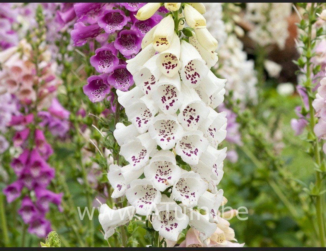 Vingerhoedskruid tuin vaste plant wit roze paars, Volle zon, Tweejarig, Zomer, Ophalen