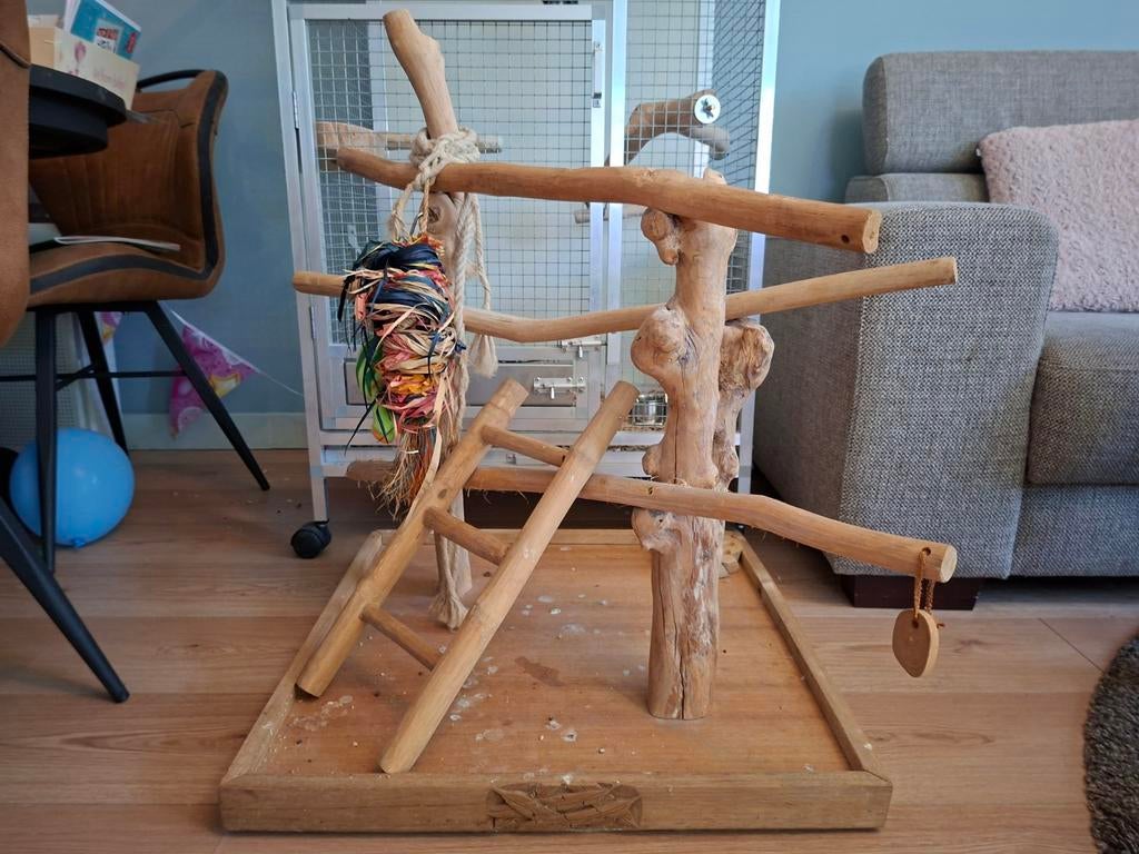 Java speelboom papegaai, Dieren en Toebehoren, Ophalen