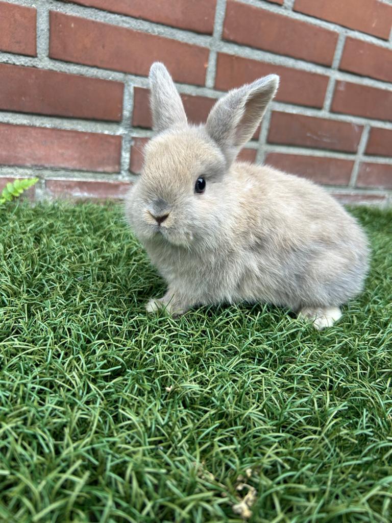 9 weken Dwergkonijn (Nederlands hangoor dwerg):, Dieren en Toebehoren, Konijnen, Vrouwelijk, Dwerg, Hangoor
